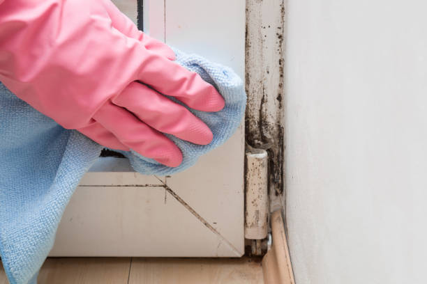 Professional Mold Removal in Seneca, SC